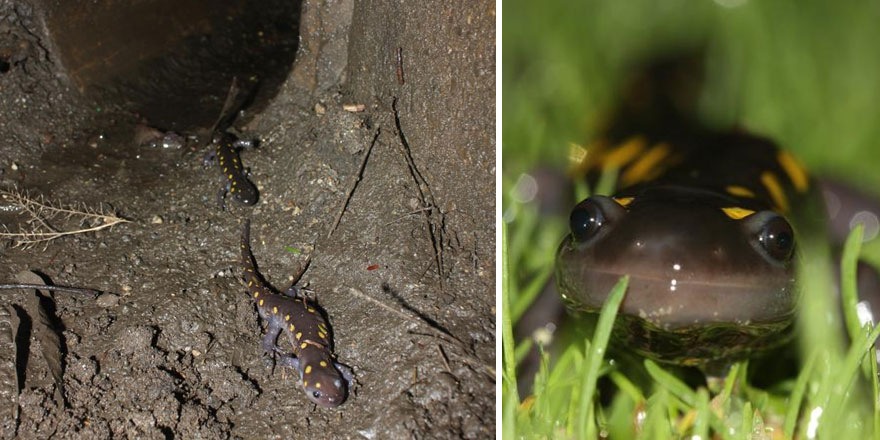 螃蟹也要過馬路 細數(shù)世界上的動物通道